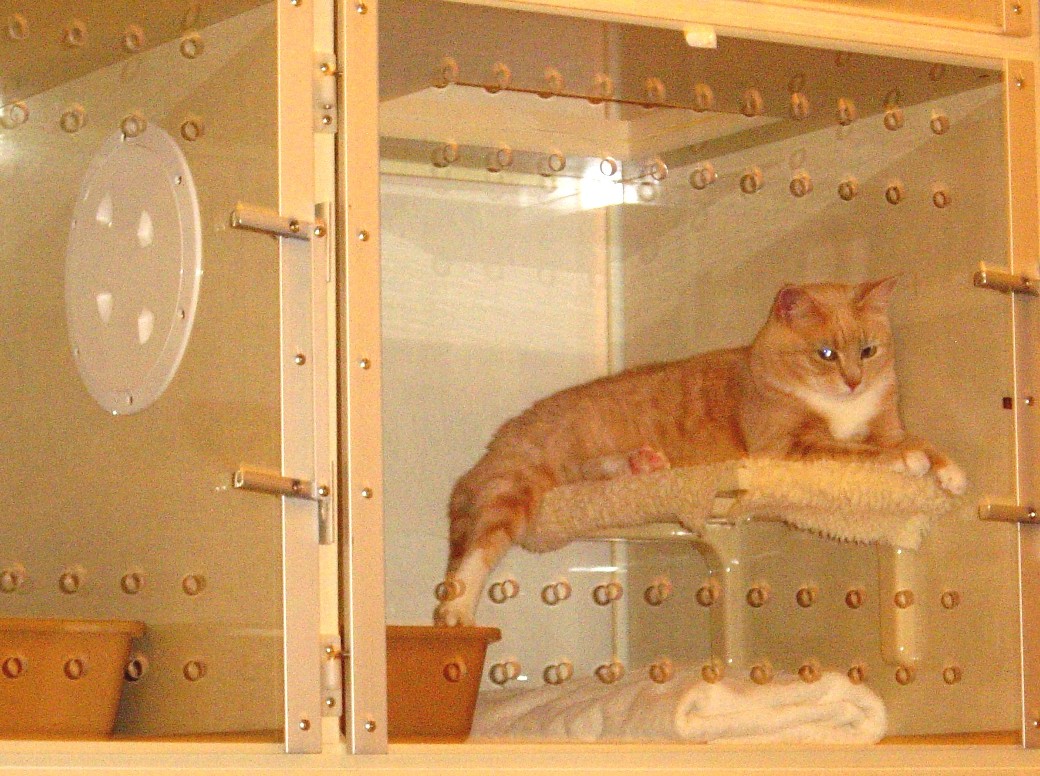 Cat Boarding Rates and services at PurrInn Cats Hostelry.